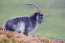 Wild billy goat 2. T3. Oct. '20.
