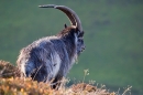 Wild Billy goat 1. T3. Oct. '20.