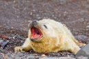 Grey Seal pup calling on the shingle. Nov. 20.