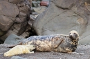 Grey Seal cow feeding pup. Nov. '20.