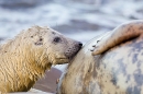 Grey Seal pup suckling. Nov. '20.