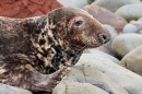 Young battle scarred Grey Seal bull. Nov. '20.