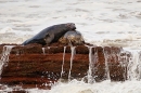 Grey Seals,bull and cow,on rocks in stormy sea.