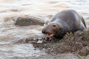 Grey Seal bull looking for females. Nov. '20.