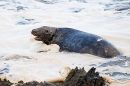 Grey Seal bull in seafoam. Nov. '20.