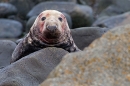 Bloodied Grey Seal bull portrait. Nov.'20.