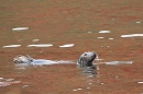 Female Grey Seal relaxing in red sea. Nov. '20.