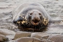 Aggressive Grey Seal bull coming ashore. Nov. '20.