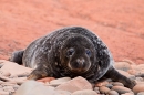 Grey Seal pup,dark form 1. Nov. '20.