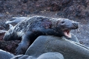 Aggressive battle hardened Grey Seal bull. Nov. '20.