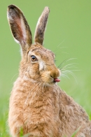 Cheeky Brown Hare. Apr. '21.
