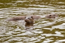 2 Otters. May '21.
