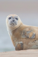 Common Seal. Oct. '22.