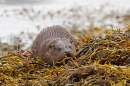 Young Otter 4. Oct. '22.