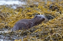 Young Otter 3. Oct. '22.