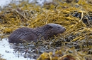 Young Otter 2. Oct. '22.