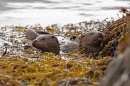 2 young Otters 2. Oct. '22.