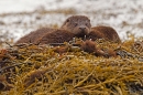 2 young Otters 1. Oct. '22.