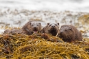 Otter mum and 2 cub 4. Oct. '22.