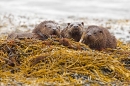 Otter mum and 2 cubs 3. Oct. '22.