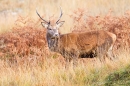 Red deer stag 1. Oct. '22.