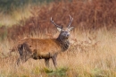 Red Deer Stag 3.Oct. '22.