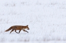 Red Fox on snow. Mar. '23.
