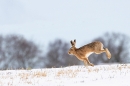Brown Hare running on snow. Mar. '23.