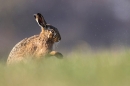 Brown Hare grooming. Mar. '23.
