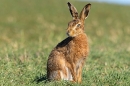 Brown Hare sat looking back. Mar. '23.
