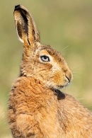 Brown Hare Portrait. Mar. '23.