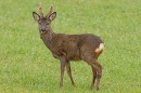 Roe buck. Mar. '23.