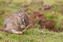 Young Rabbit grooming. Apr. '23.