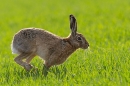 Brown Hare on the move. Apr. '23.