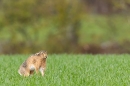 Brown Hare waking up. Apr. '23.
