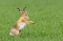 Brown Hare shaking off the rain. Apr. '23.