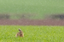 Brown Hare lying down in hail 3. Apr. '23.