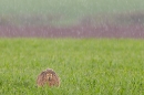 Brown Hare lying down in hail 2. Apr. '23.