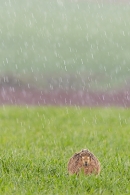 Brown Hare lying down in hail 1. Apr. '23.