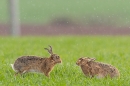 Brown Hares in the rain. Apr. '23.