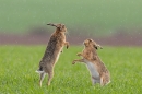 Brown Hares dancing in the rain. Apr. '23.