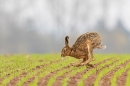 Brown Hare running. Apr. '23.