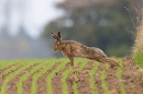Brown Hare stretching. Apr. '23.