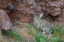 Rabbit. Jun. '23.