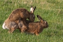 Frisky Brown Hares 3. Feb. '24.