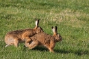 Frisky Brown Hares 2. Feb. '24.