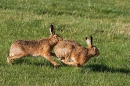 Frisky Brown Hares 1. Feb. '24.