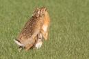 Brown Hares courting. Mar. '24.