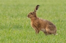 Brown Hare in the rain. Apr. '24.