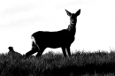 Roe Deer and pheasant b&w. Apr. '24.